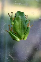 Killikus&reg; Fotographie